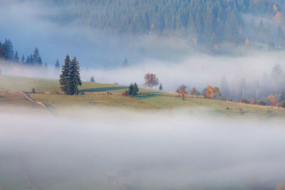 Trees on field against sky