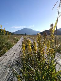 Road amidst plants on field against sky