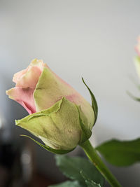 Close-up of rose bud