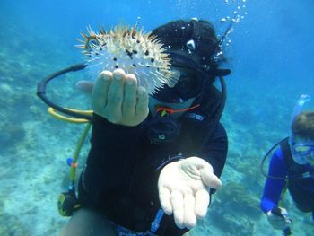 Jellyfish swimming in sea