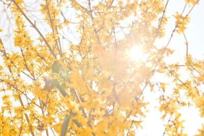 Low angle view of flowers blooming on tree