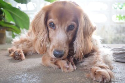 Close-up portrait of dog