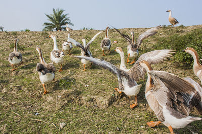 A flock of swan running on a village road,at kala bagi,khulna. bangladesh.
