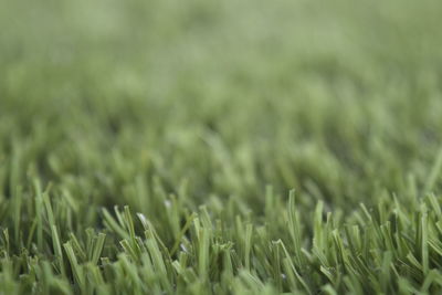 Close-up of crops growing on field