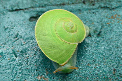High angle view of green snail on wet road