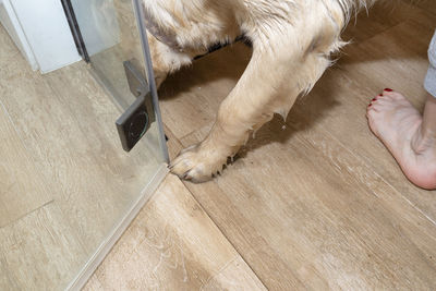 A woman washes the dirty paws of a young golden retriever standing in a shower on ceramic tiles.