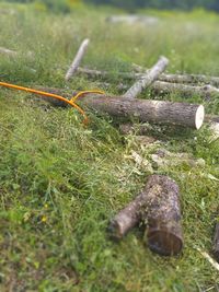 High angle view of snake on field