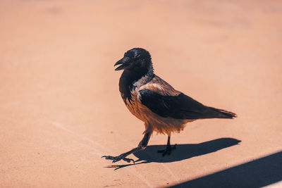 Close-up of bird perching on a wall