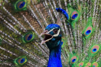 Close-up of peacock