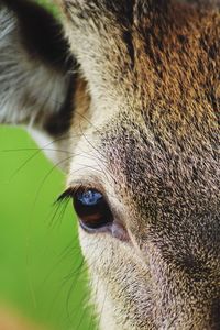 Close-up portrait of cat