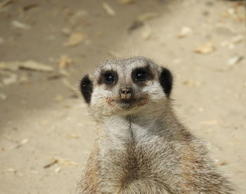 High angle view of an animal