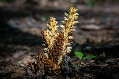 Close-up of dry plant on field