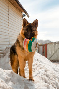 Dog holding ball while standing on snow 
