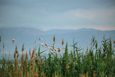 Flamingoes flying against sky