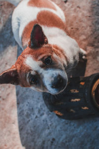 High angle portrait of dog looking at camera