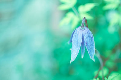 Close-up of butterfly on plant