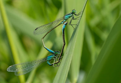 dragonflies and damseflies