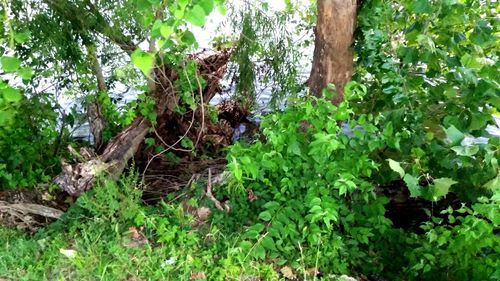 Plants growing on tree in forest