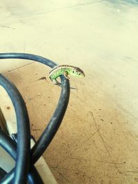High angle view of lizard on metal fence