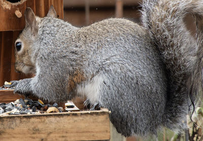 Close-up of squirrel