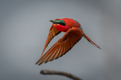 Close-up of bird flying against clear sky