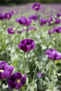 Close-up of purple flowering plant