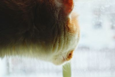 Close-up of a cat