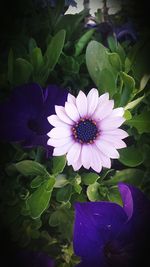 Close-up of purple flowers