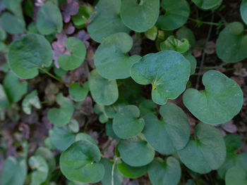 Close-up of raindrops on leaves