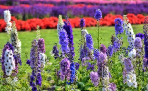 Close-up of fresh purple flowers blooming in garden