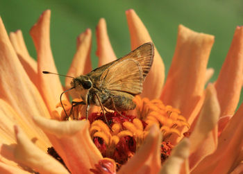 Close-up of butterfly pollinating on flower