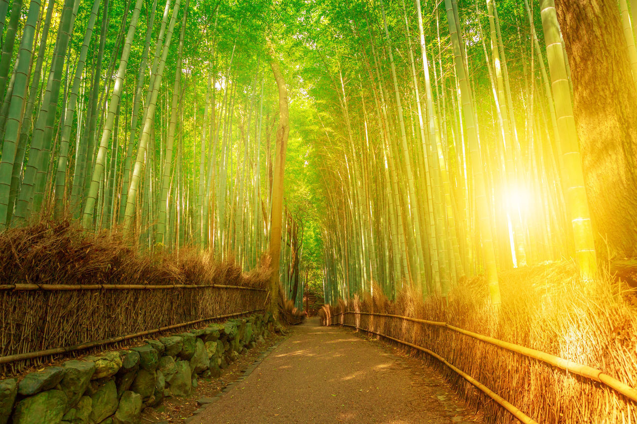 SCENIC VIEW OF BAMBOO FOREST