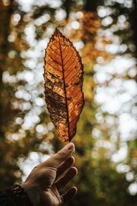 Close-up of hand holding autumn leaf