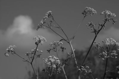 Low angle view of flowering plants on field against sky