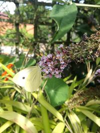 Close-up of butterfly pollinating on purple flower