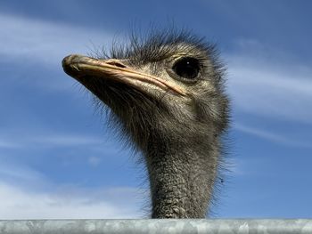 ostrich