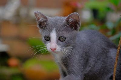 Close-up portrait of a cat looking away