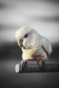 Close-up of a bird