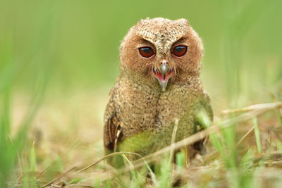 Close-up portrait of owlet perching on land