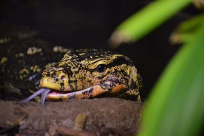 Close-up of lizard