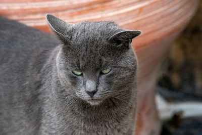 Close-up portrait of cat