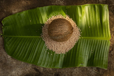 Directly above shot of banana leaves on plant