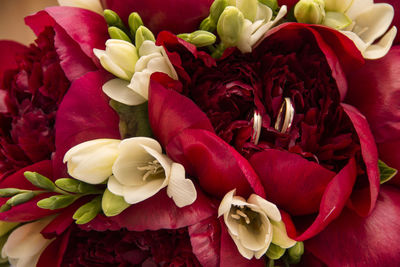 Close-up of red roses