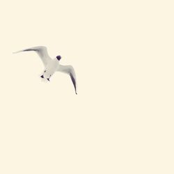 Low angle view of seagull flying