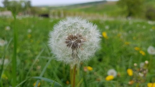 Close-up of dandelion flower on field