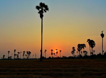 Silhouette palm trees on field against sky during sunset
