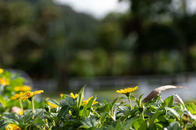 Close-up of plant growing on field