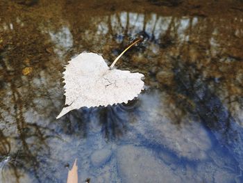 Close-up of leaf in water