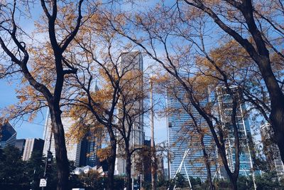 Low angle view of trees against sky