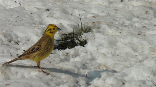 Close-up of bird perching on snow